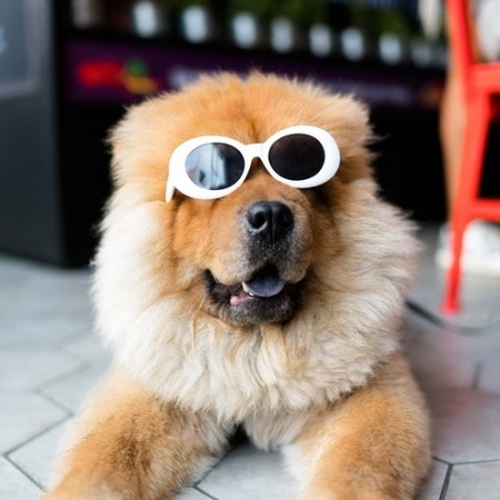 fluffy dog with glasses