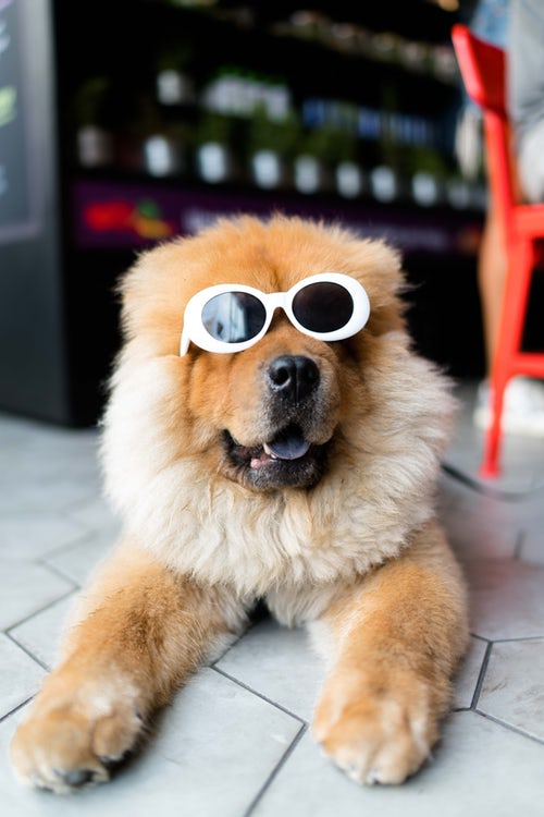 fluffy dog with glasses