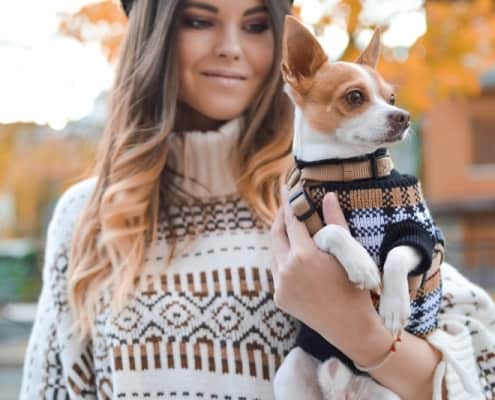 Girl in a sweater holding a chihuahua