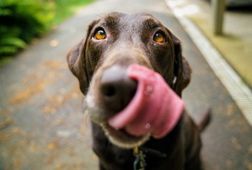 brown dog with its tongue out