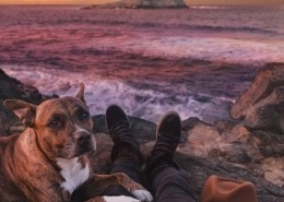 dog and owner looking at the sunset