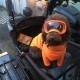 dog wearing orange glasses sitting on a motorcycle