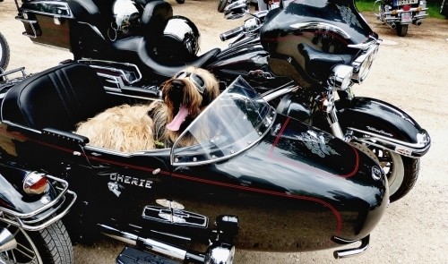 dog sitting in a motocycle sidecar